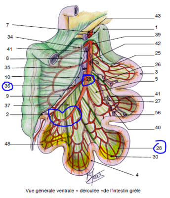 vascu intestinale p2.PNG