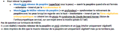 Rep prof paupière.PNG