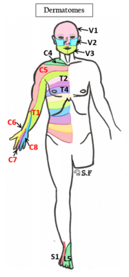 dermatomes.PNG