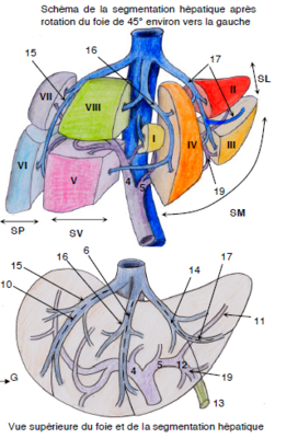 vascu hépatique.PNG