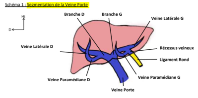 segmentation veine porte.PNG