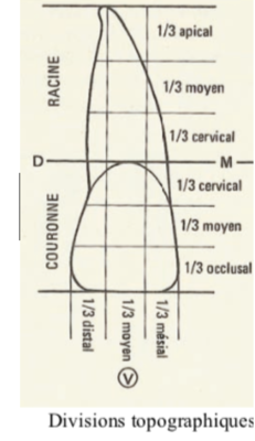 face occlusale cervicale apicale.png