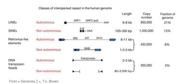 transposons.jpg