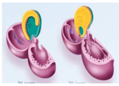 Capture d’écran 2021-03-03 à 17.50.37.png