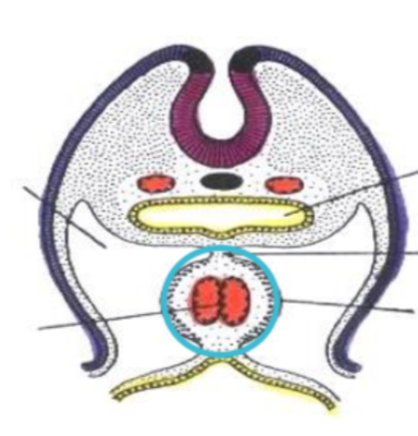 Capture d’écran 2021-03-03 à 18.32.55.png