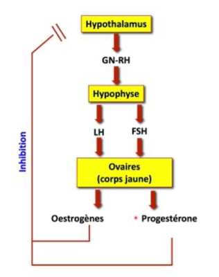 Inhibition hypothalamique.png