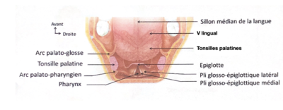 Capture d’écran 2021-03-04 à 11.46.19.png