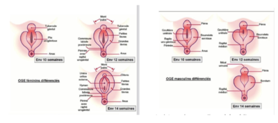 Capture d’écran 2021-03-06 à 21.58.28.png
