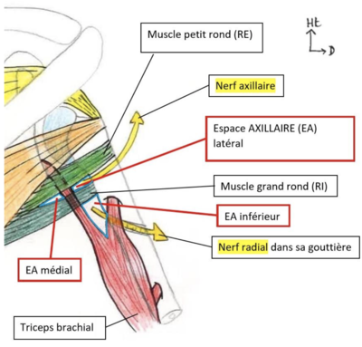 Espaces axillaires.png