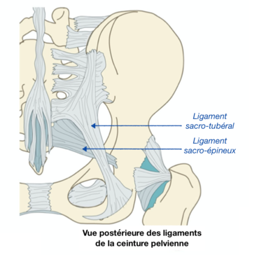 Ligaments (vue postérieure).png