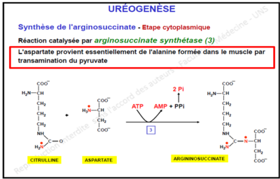 Uréogénèse.png