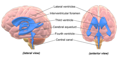 Blausen_0896_Ventricles_Brain.png