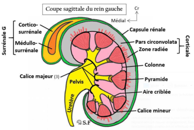 surrénale.PNG