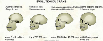 evolution-du-crane.jpg