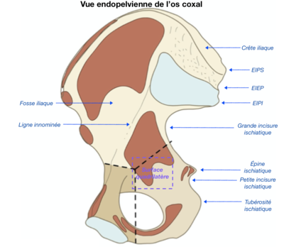 Os coxal vue endopelvienne.png