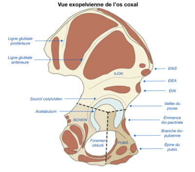 Os coxal vue exopelvienne.png
