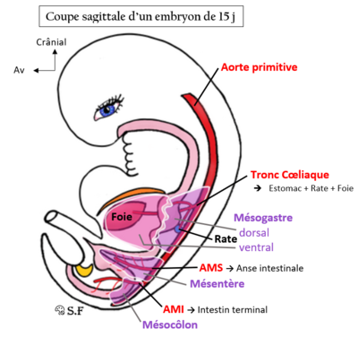 Embryon 15j - light.PNG