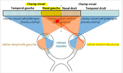 champs visuel gauche.PNG