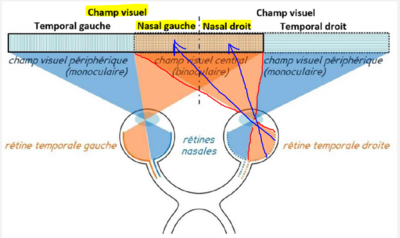champs visuel enkor.PNG