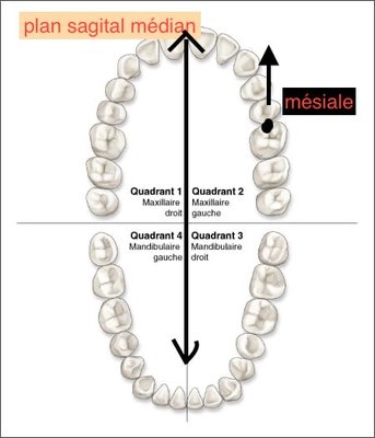 ce500-fig04-dental-quadrants.jpeg