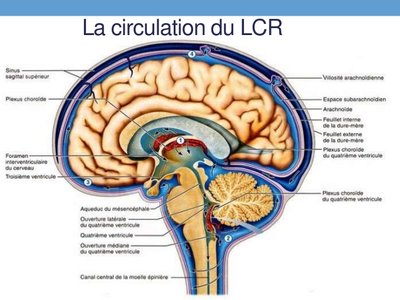les-malformations-congnitales-du-systme-nerveux-central-73-638.jpg