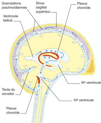 Le-systeme-ventriculaire-cerebral-et-ses-relations-avec.png