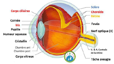 anat oeil.PNG