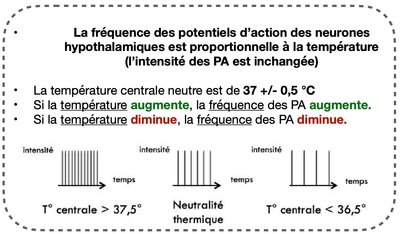 La fréquence des potentiels d'action des neurones.jpg