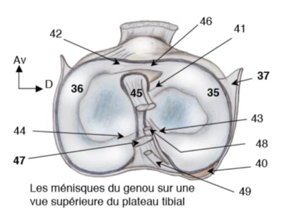 Capsule coupe genou.png