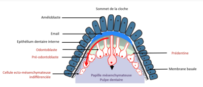 Capture d’écran 2021-03-31 à 08.57.29.png