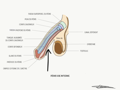 47.-Pénis-vue-interne.png