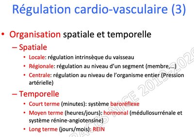 Régulation cardio-vasculaire (3).jpg