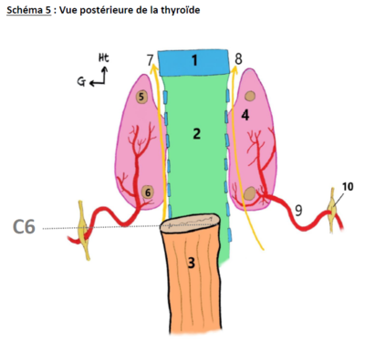 vue post thyroïde.PNG
