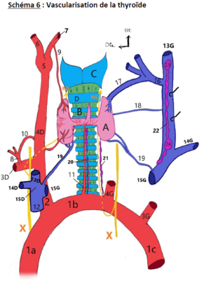vascu thyroïde.PNG
