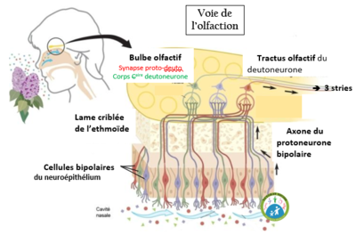Chaîne odorat.PNG