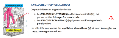 villosités choriales.png