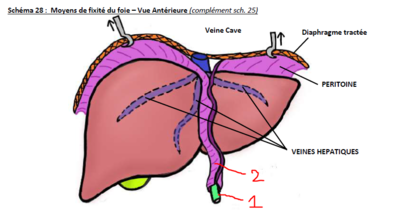 liga falciforme rond.PNG