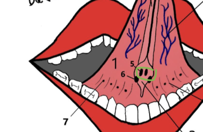 Ouvrir Les glandes PORTRAIT.png