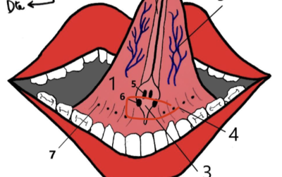 Ouvrir Les glandes PORTRAIT 2.png