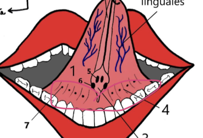 Ouvrir Les glandes PORTRAIT 3.png