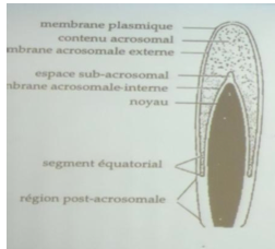 Capture d’écran 2011-12-25 à 21.59.37.png