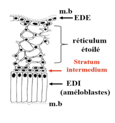 Capture d’écran 2021-04-17 à 10.27.41.png