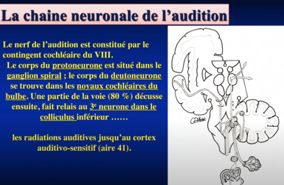 Décussation voie neuronale auditive.png