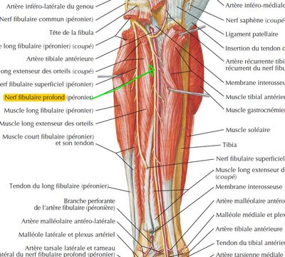 fibulaire.JPG