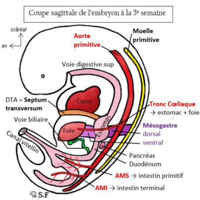 question dm digestif PACES.PNG