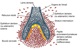 sommet cloche PEM.png
