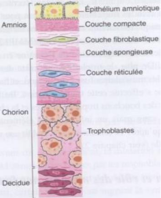 Membranes foetales.png