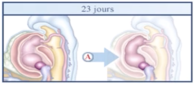 Capture d’écran 2021-04-22 à 21.54.48.png