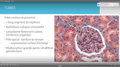 Capture d’écran  REINS.png