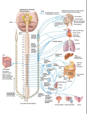 TS CIML.png (335.02 Kio) Vu 433 fois TS CIML.png